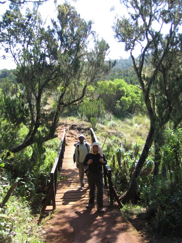 Kili (161) reentering forest